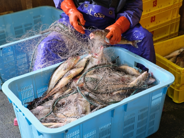 北海道ホッケ漁