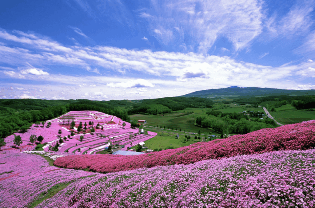 ひがしもこと芝桜公園