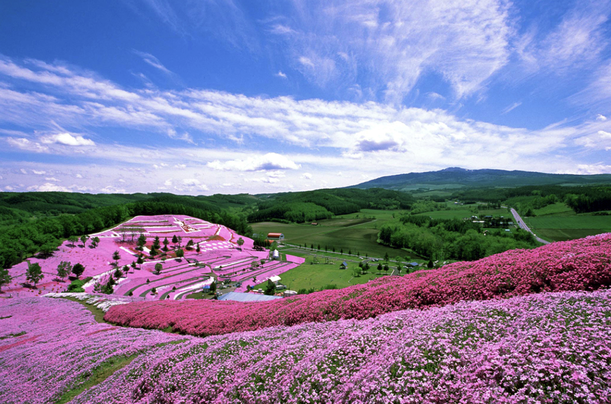 トコシエコウの花畑 📍北海道 ひがしもこと芝桜公園 / Higashimokoto Shibazakura