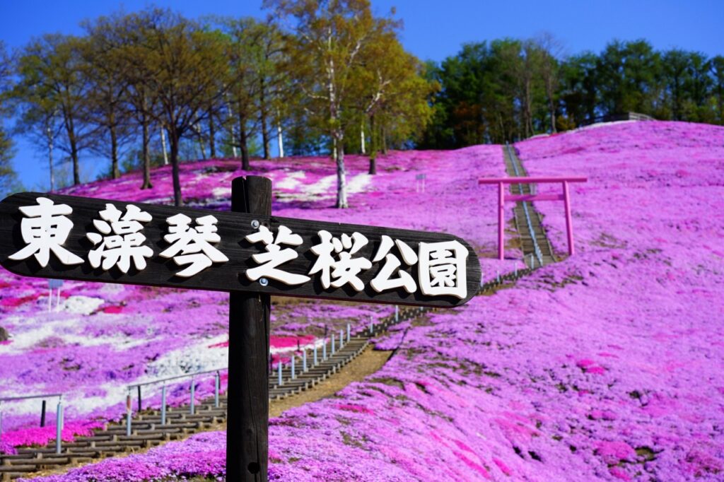 東藻琴芝桜公園