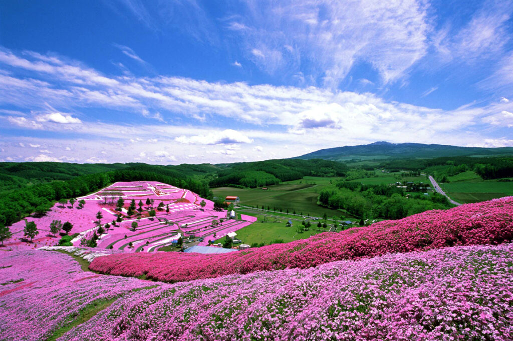 ひがしもこと芝桜公園