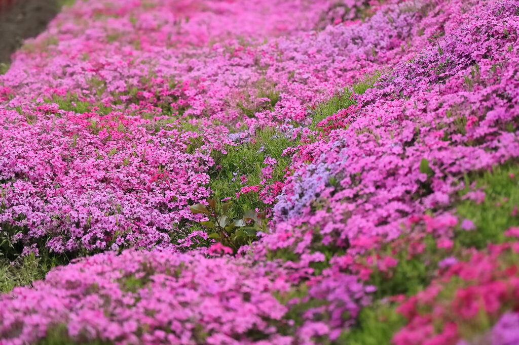 北海道芝桜