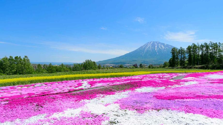 三島さん家の芝桜